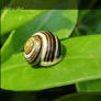 Snail on leaf
