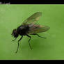 Flie on apple