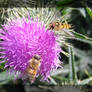 Bee and Hooverflie