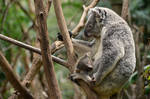 Koala wallpaper by Shutter-Shooter