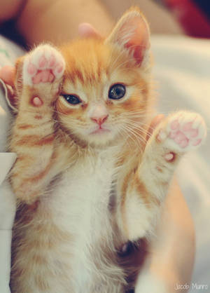 cutie. by Shutter-Shooter cutie. by Shutter-Shooter