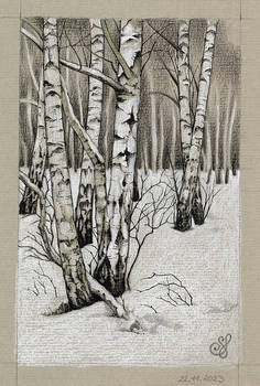 Birch trees in winter
