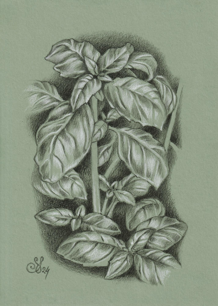 Basil by RMSalem on DeviantArt