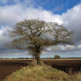 The Old Tree Yorkshire 2