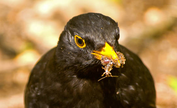 Blackbird with food