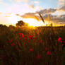 Yorkshire Poppy Field Sunset