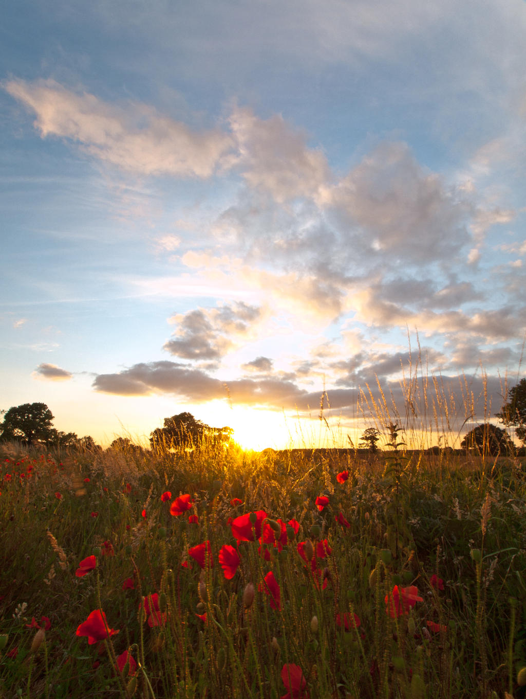 Sunset with Poppy Flowers