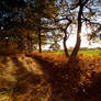 Skipwith Woods