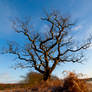 Old Tree Yorkshire