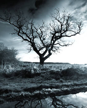 The Old Tree Yorkshire