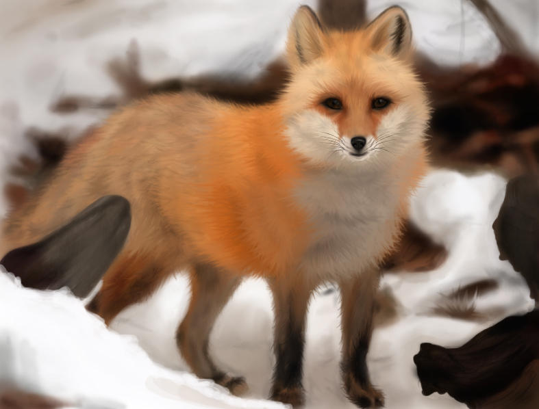 RED FOX DIGITAL PAINTING by laurentgrady on DeviantArt