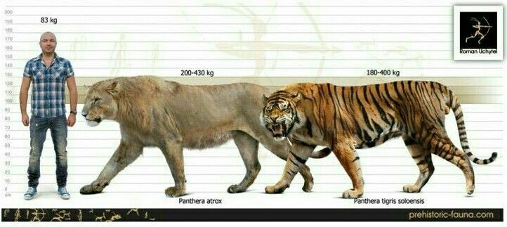 Ngandong tiger size compared to a modern Siberian Tiger : r/Naturewasmetal