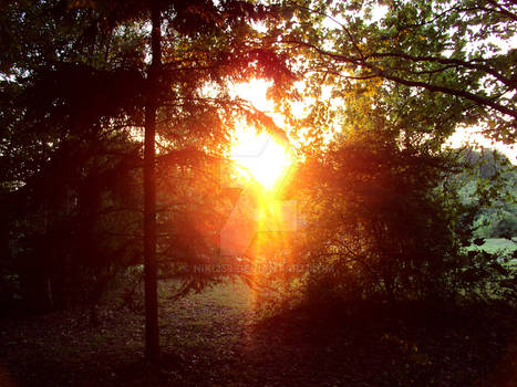 Sunset through the trees