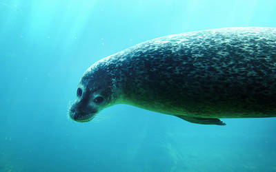 The seal