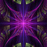 Cat's Cradle Aster