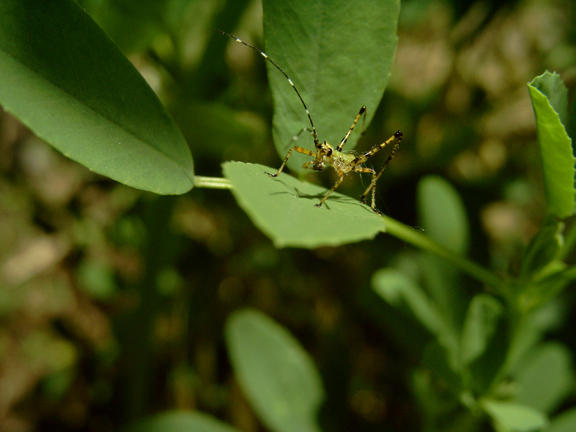 Green Striped Nymph by ahenson26 on DeviantArt