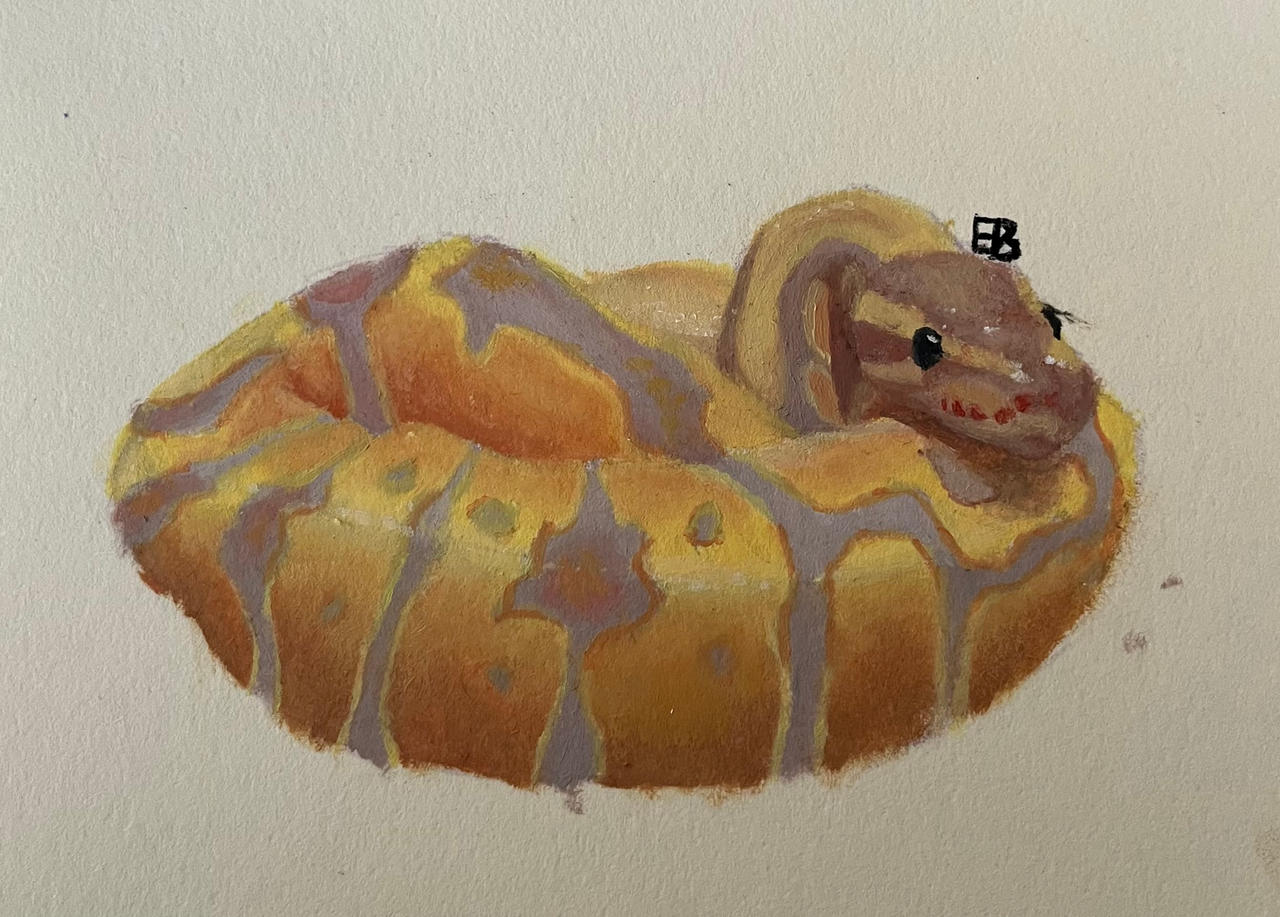 Banana Ball Python by GaelicWolfhound on DeviantArt