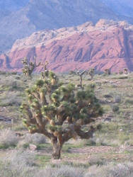 Joshua Tree