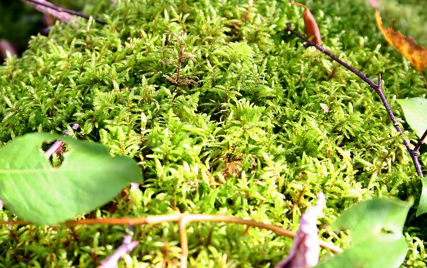 Bed of Moss