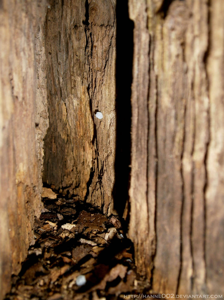 Inside a tree by Hanne002 on DeviantArt
