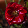 A red purple rose