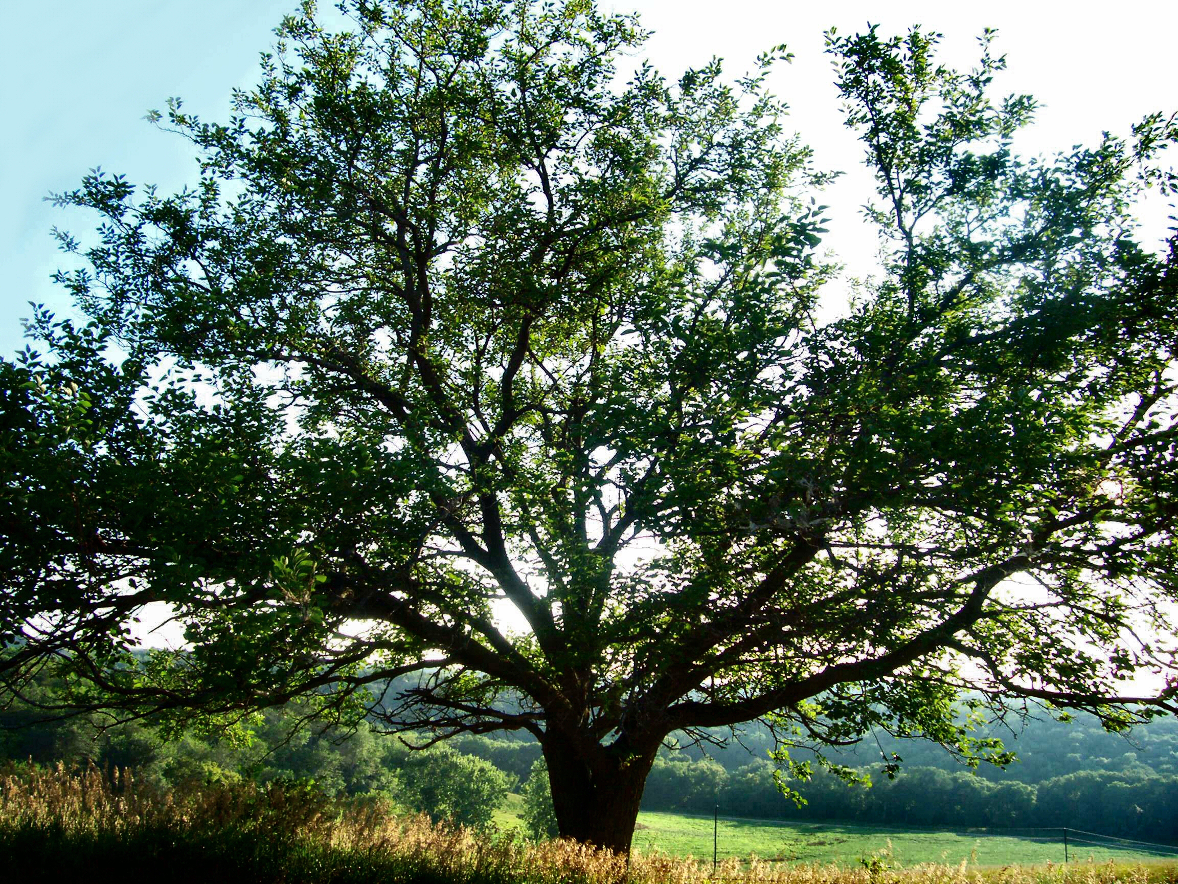 Mulberry Tree