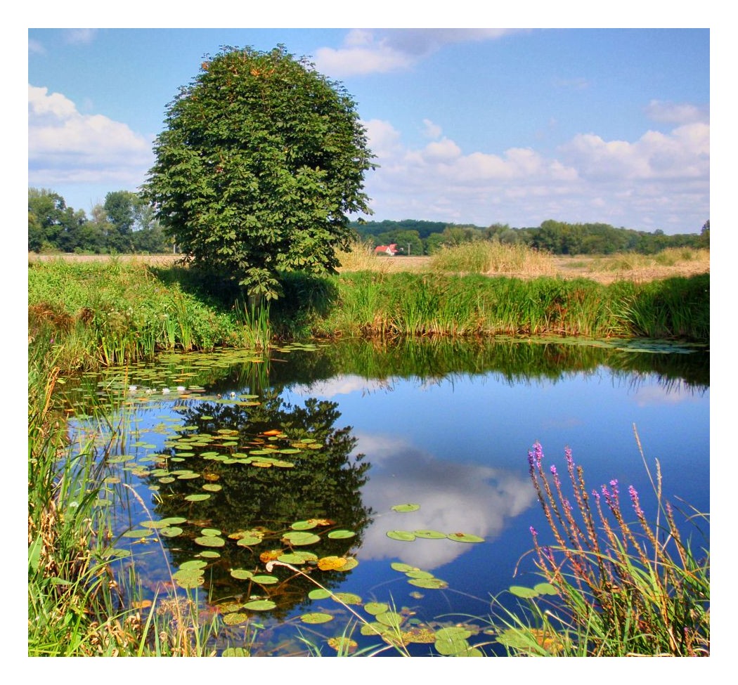 Summer reflections