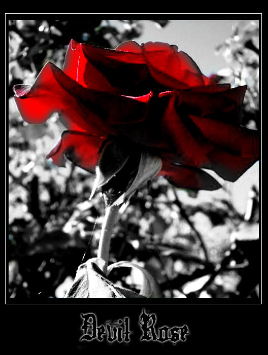 Diabolical Roses Devil Rose by pakaa on DeviantArt