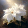 White Poinsettia