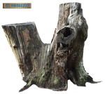Tree Stump 002 - HB593200