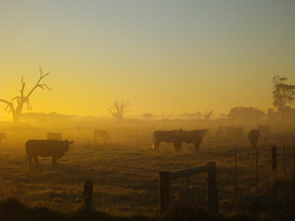 Foggy Cows 001