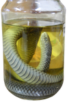 Bottled Snake 001 - HB593200