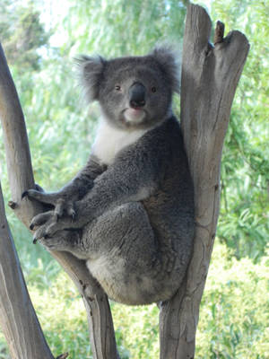 Koala 007 - HB593200 by hb593200