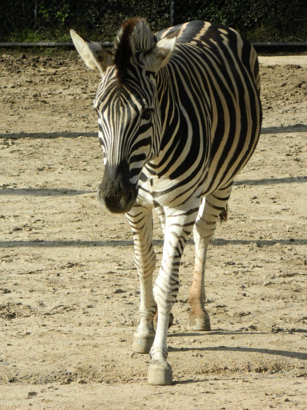 Zebra 001 - HB593200