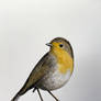 Robin