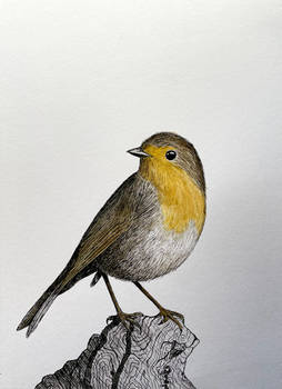 Robin