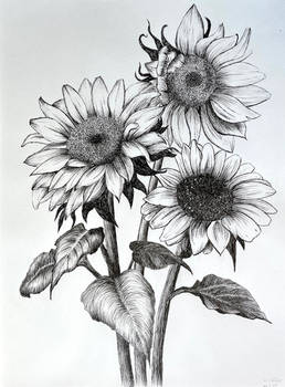 Sunflowers