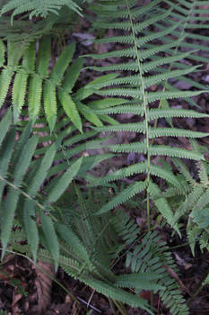 Ferns in Dapple Light