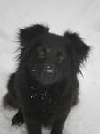 little dog by viktike