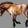 Przewalski Horse