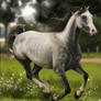 Dapple Grey Arabian