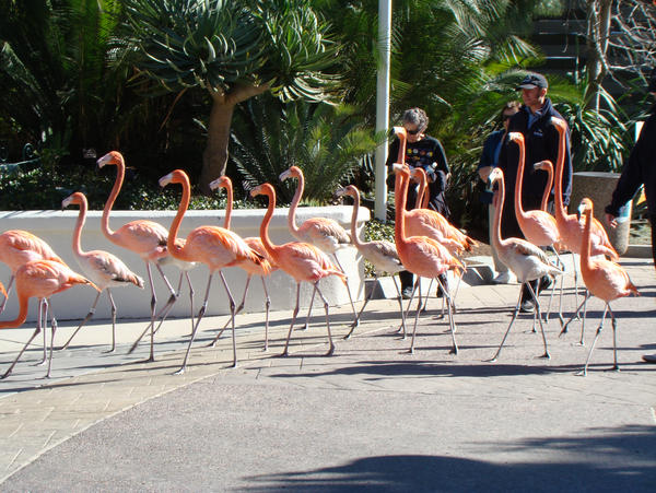 Flamingo Parade