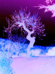 Surreal Gnarled Tree by Entropy7