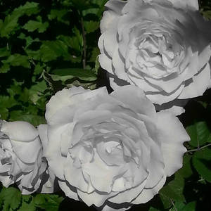 Colorless Rose