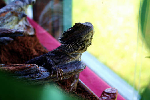 my bearded dragon.