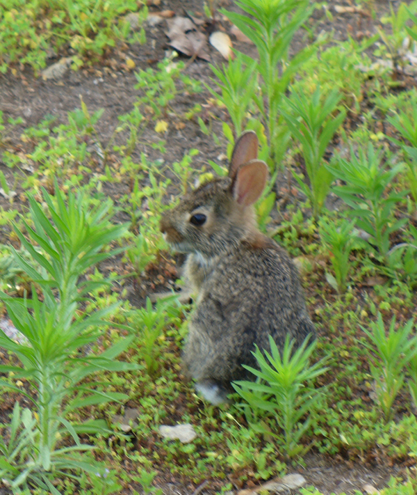 baby bunneh