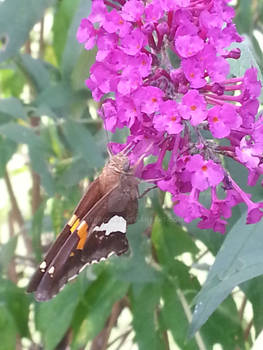 Butterfly Macro