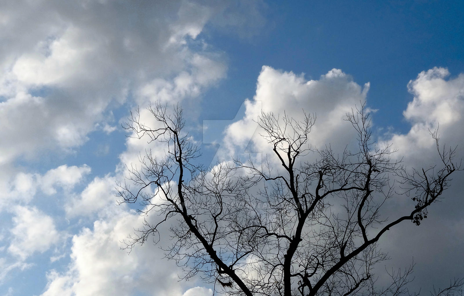 A Bold Tree by Mindwerkz on DeviantArt