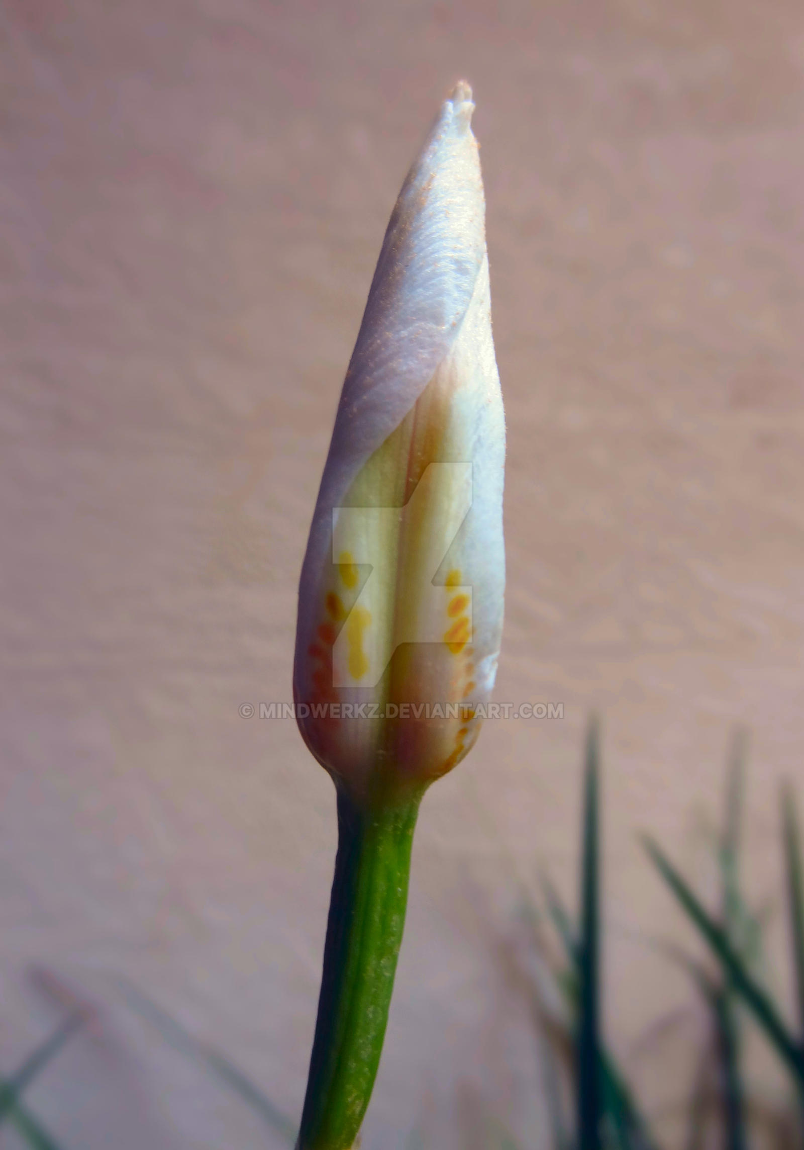 African Iris III
