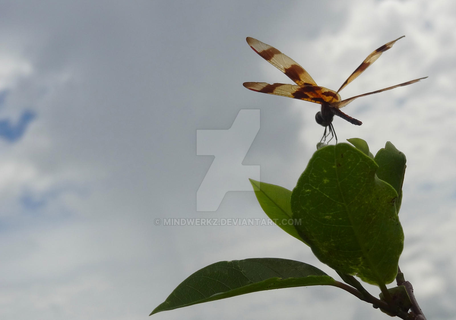 Dragonfly on Mangrove